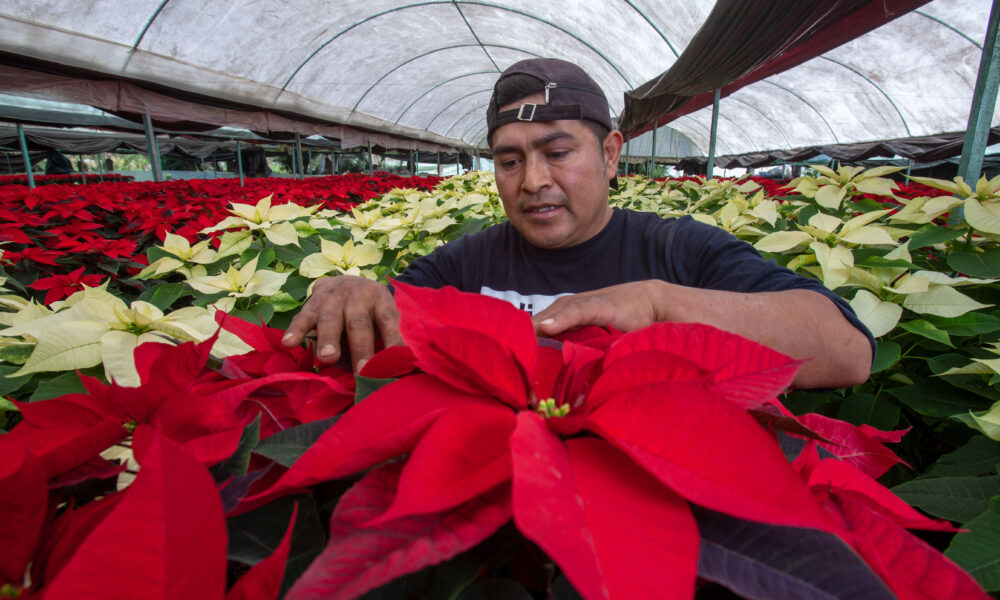 Alistan Floricultores Cosecha De Nochebuena Peri Dico Mi Tierra