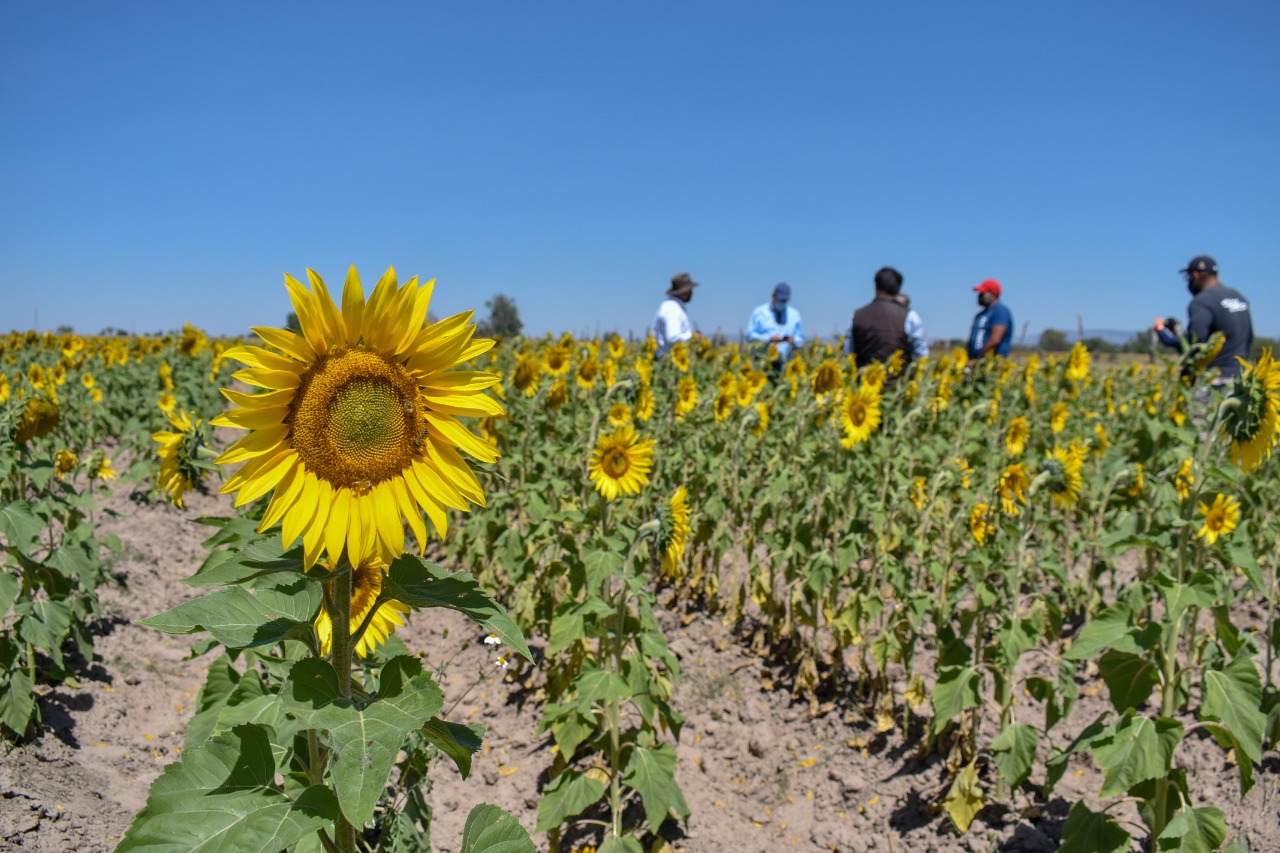 Cultivo de Girasol, buena alternativa para temporal – Periódico Mi Tierra